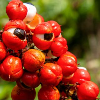 Guarana